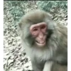 Monos felices 🐵🐒😁 6