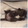 Pibble bailando  8