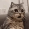 GIFs Reações Aleatórias 7 🤗 5