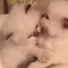 ❀ᮬ🐱⣧ ᩡᩡ Gatitos!©️Pochis 27