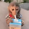 Macaco | Macaquinho 🐒 2