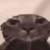 GIFs de Gatos Reações 2 🐱 27