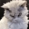 Funny Animals 12