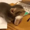 Funny memes 🐶🐱 10