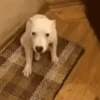 GIFs de Cachorros Reações 🐶 16