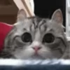 ✨️ Michis Animados Random 🐈🐈‍⬛ 13