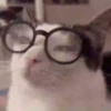 Gatos animados  15