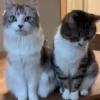 Gatinhos 16