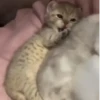 Gatitos lindos 3.0 - anubiss 19