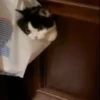 Gatinhos 11