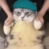 GATITOS 🐱❤️🥰 7