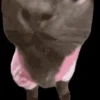 Animalitos de Tiktok 🤑😾 8