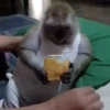 Monos 11