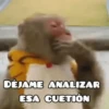 🦧Monkeys🦍Monos🐒Changos 13