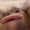 Macaco | Macaquinho 🐒 16