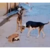 PeTs👀 10