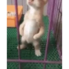 🙀GIF-s CAT-s-GATO-s😿 14