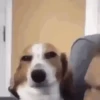 GIFs de Cachorros Reações 🐶 18