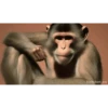 Macaco fumando 7