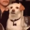 Memes 3 15