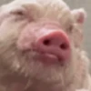 Reações animais  14