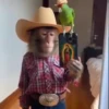 Monos Videos 2 11