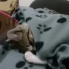 Gatitos lindos 3.0 - anubiss 8
