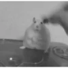 🐹Hamsters🐹 12