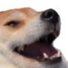 Perros para el chat 🤣🐕 5