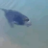 Diga nao ao rio de janeiro 26