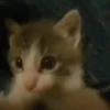 Memes De Gatos Animados 🗿 8