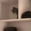 Gatos que viraram Memes 🐈😁 12