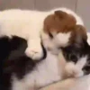GIFs de Gatos Reações 2 🐱 17