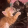 Gatinhos 13