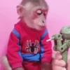 🦧Monkeys🦍Monos🐒Changos 12