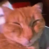 Meme Kucing Viral 🐱 5