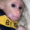 Monos 25