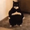 Reações de gatíneos 🐈🐈‍⬛ 10