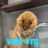 🐱 Gatitos 🐱💛 7