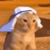 Gatinhos 🐾🐾🐾🐾🐾🐾 21