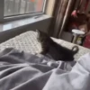 Funny Cats meme🐱 8