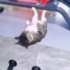 99.9% gatos sin sentido 😾🤯 15