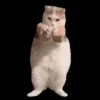 Animalitos de Tiktok 🤑😾 7