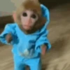 Macaco | Macaquinho 🐒 8