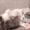 ❀ᮬ🐱⣧ ᩡᩡ Gatitos!©️Pochis 20