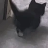 Gatitos lindos 3.0 - anubiss 6