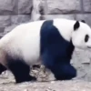 ⟡°.🐾Pandas Divertidos🐼ྀིྀི.° ⟡ 10