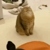 Chikiliodas.gif 10
