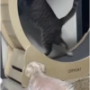 99.9% gatos sin sentido 😾🤯 6