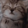 ❀ᮬ🐱⣧ ᩡᩡ Gatitos!©️Pochis 19